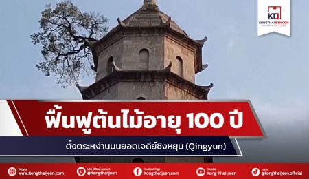 จีน ฟื้นฟูต้นไม้อายุ 100 ปี ตั้งตระหง่านบนยอดเจดีย์