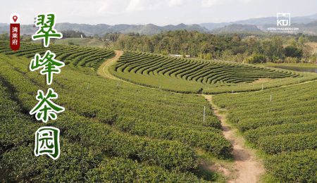 泰国清莱的翠峰茶园，美丽的风景，喜欢打卡该去！