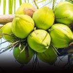 泰国进口椰子